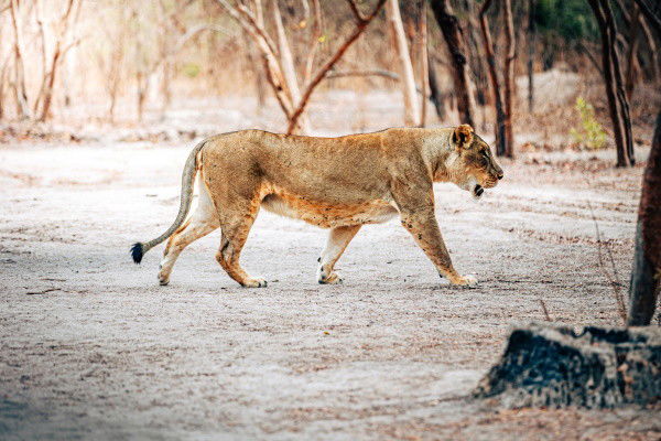 Circuit Beautés du Sénégal et balade avec les lions de Fathala en privatif
