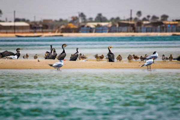 Circuit Sénégal, entre savane et plage du Framissima Palm Beach ****