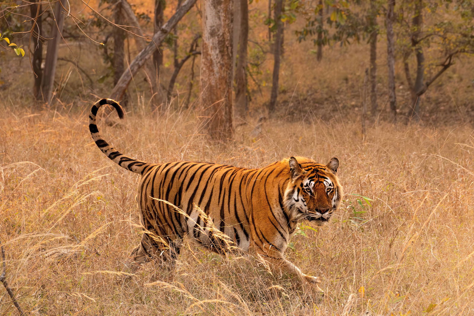 Circuit L'appel de la jungle : sur les traces du tigre du Bengale ****
