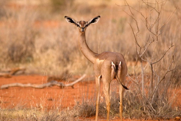 Combiné circuit et hôtel Pinewood Beach Resort & Spa 4* avec 1 nuit safari Tsavo Est ****