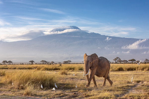 Combiné circuit et hôtel Neptune Village 4* avec 3 nuits Tsavo Ouest / Amboseli / Tsavo Est ****