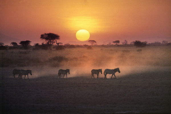 Combiné circuit et hôtel Diamonds Leisure Beach avec 3 nuits safari Tsavo Est/Ouest et Amboseli ****