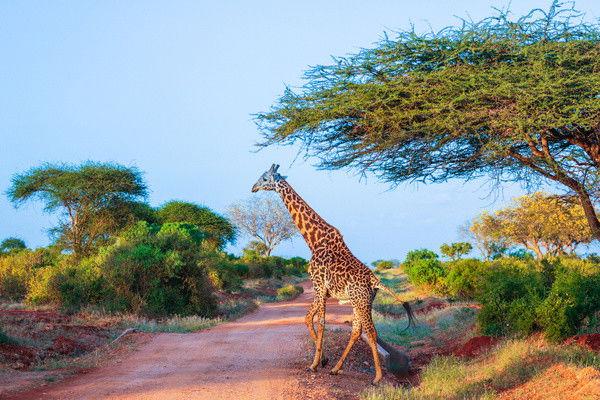 Combiné circuit et hôtel Neptune Village 4* avec 2 nuits Tsavo Est / Ouest ****