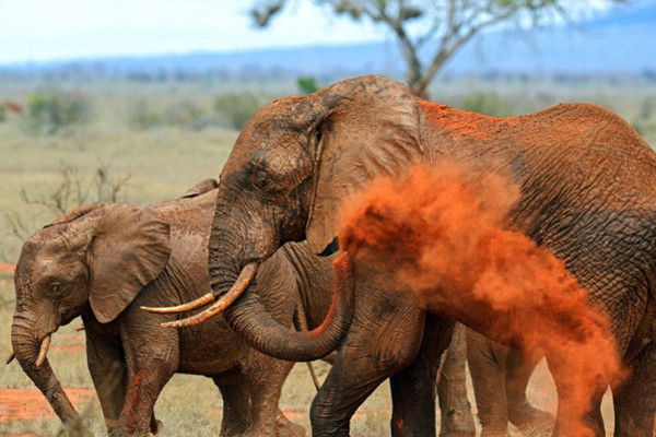 Combiné circuit et hôtel Neptune Paradise Beach Resort & Spa 4* avec 3 nuits au parc Tsavo OUest / Amboseli / Tsavo Est ****