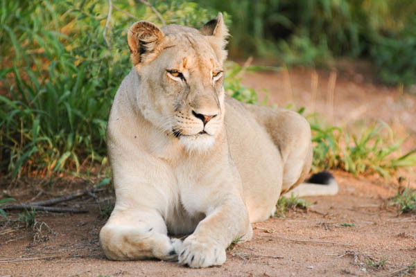 Combiné circuit et hôtel Jacaranda Indian Ocean Beach Resort 4* avec 3 nuits Tsavo Est/Ouest/Amboséli ****