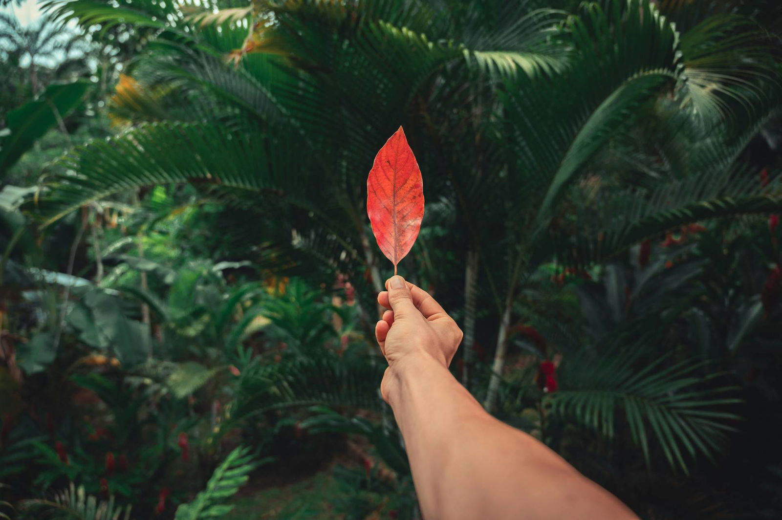 Autotour Harmonie tropicale : le Costa Rica autrement
