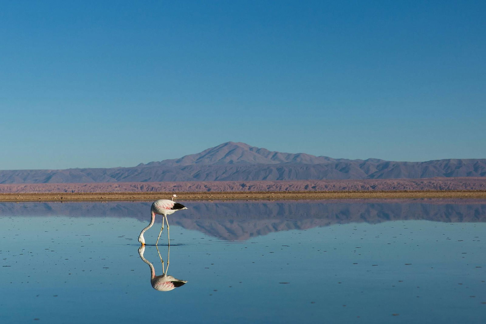 Circuit De l'infini d'Atacama aux légendes d'île de Pâques